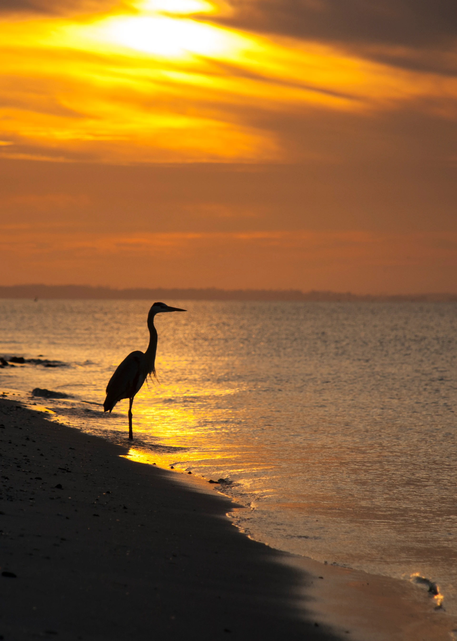 Egret Sunset