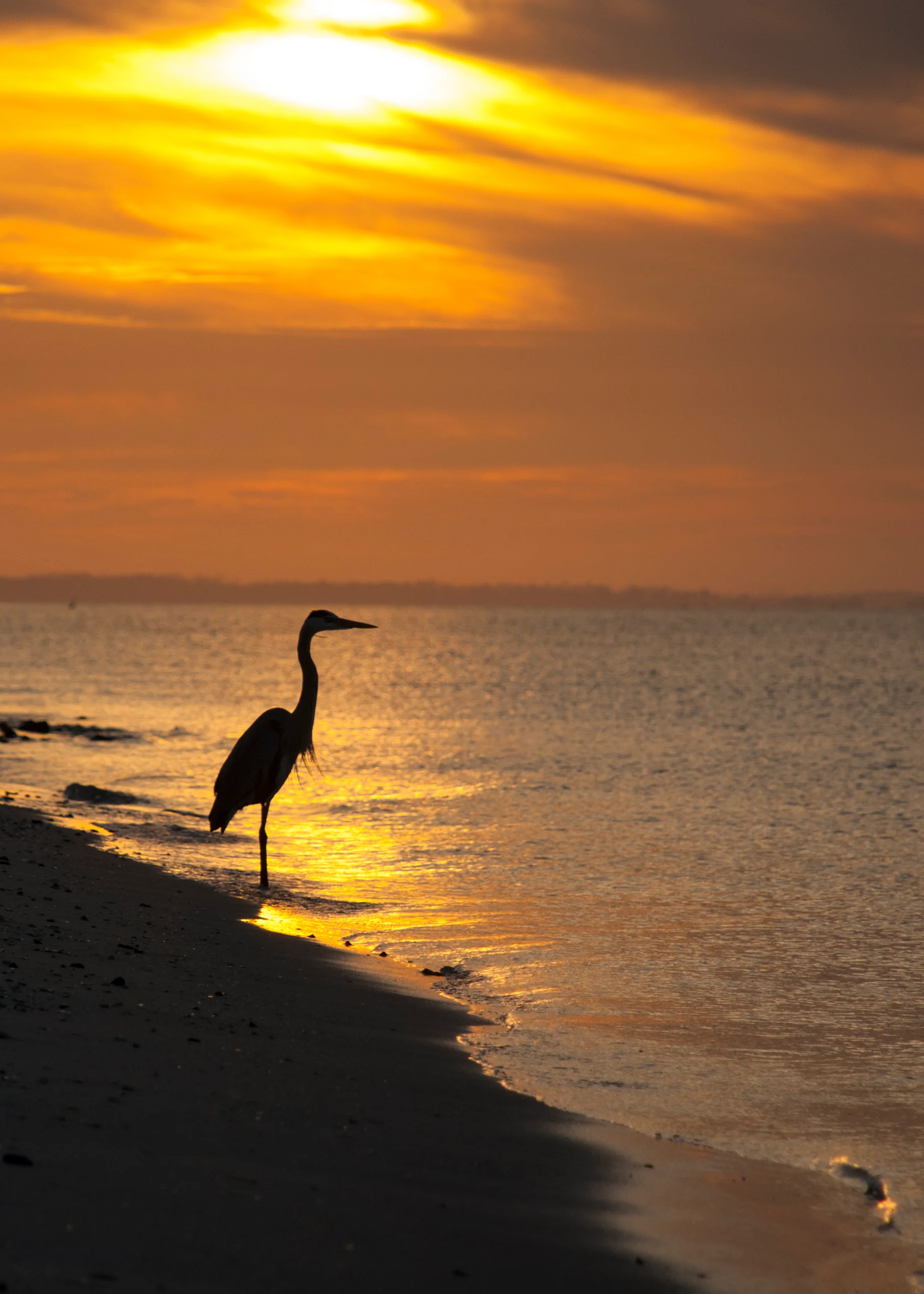 Egret Sunset
