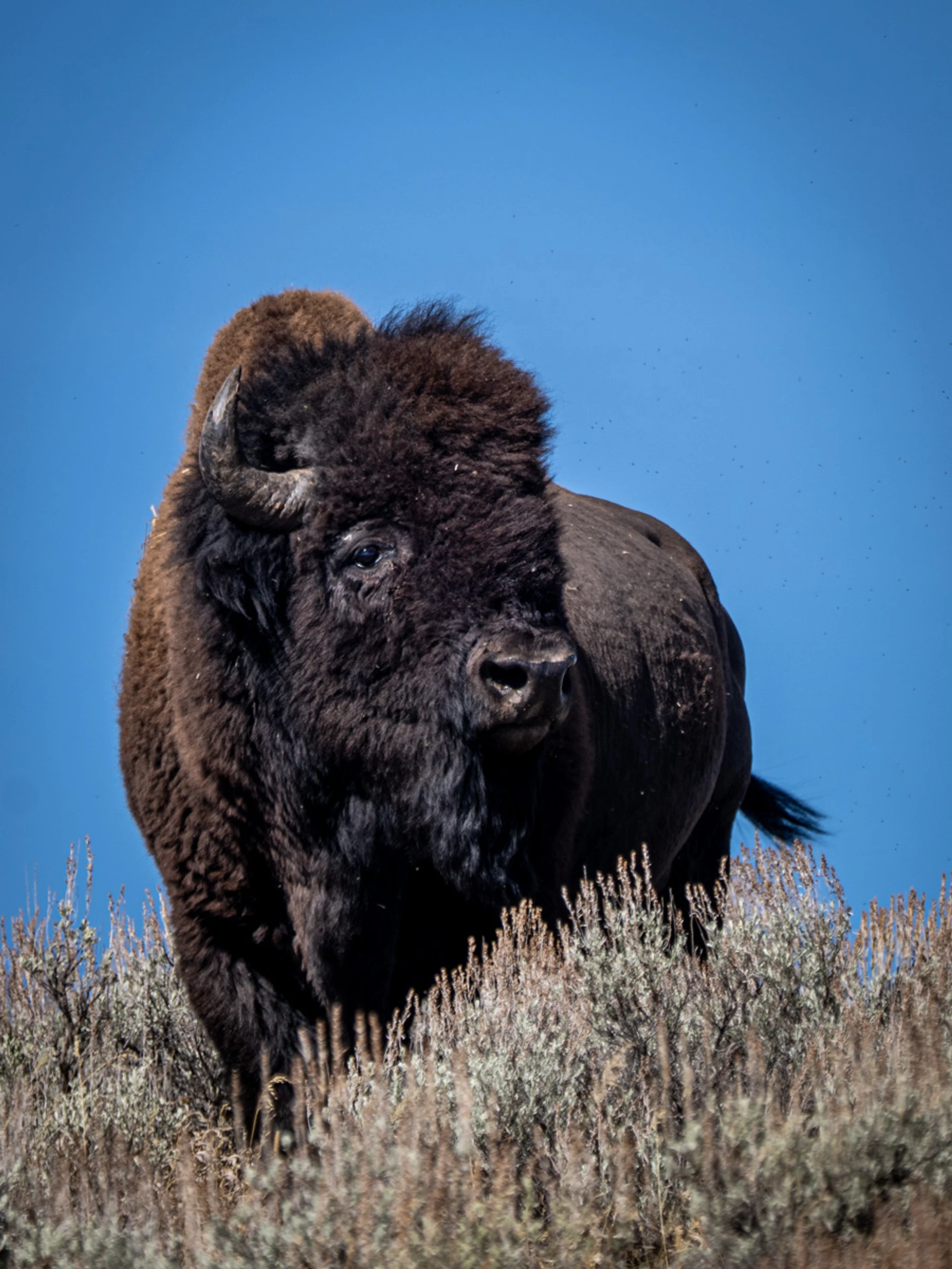 Buffalo Up Close