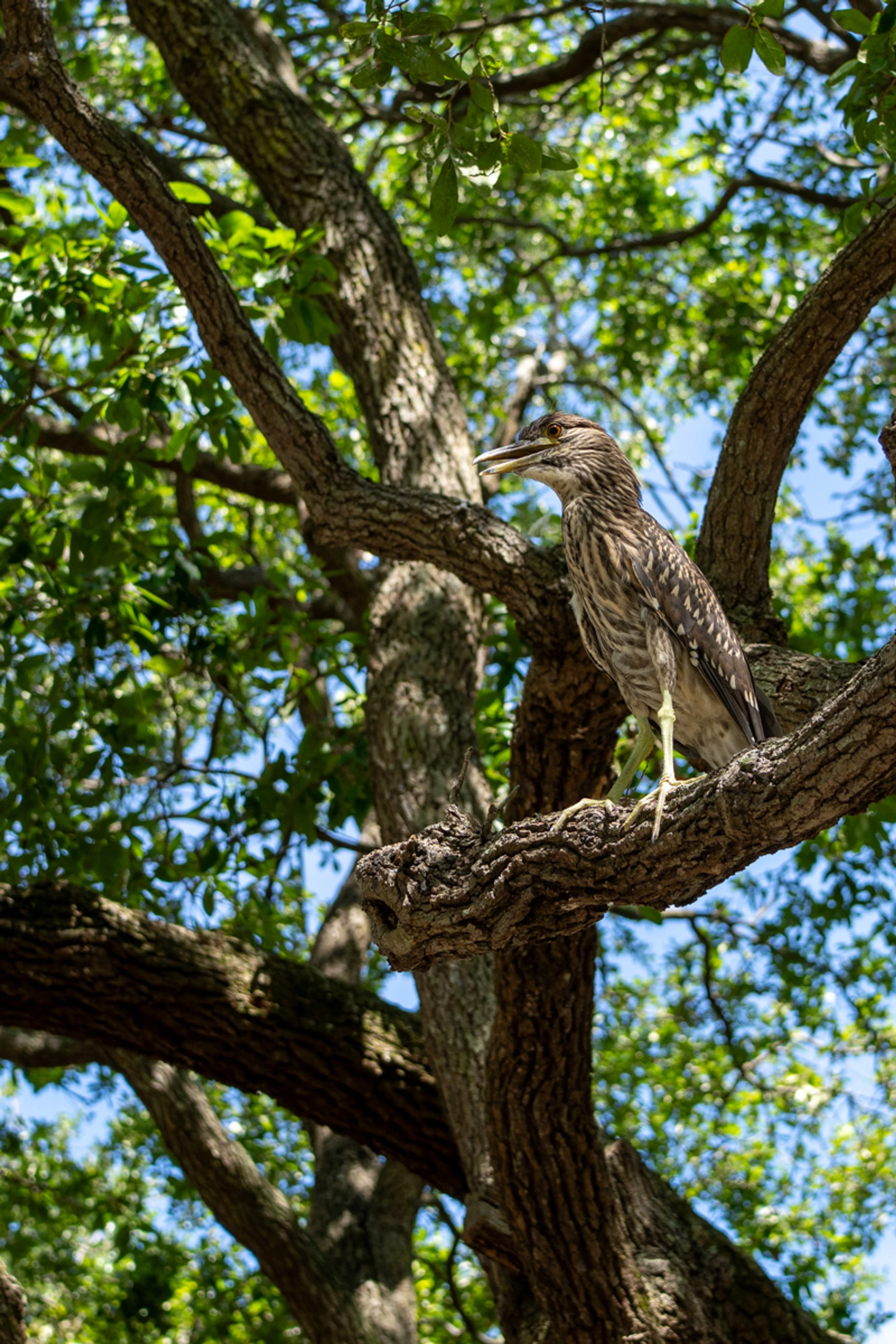 Bird in a Tree