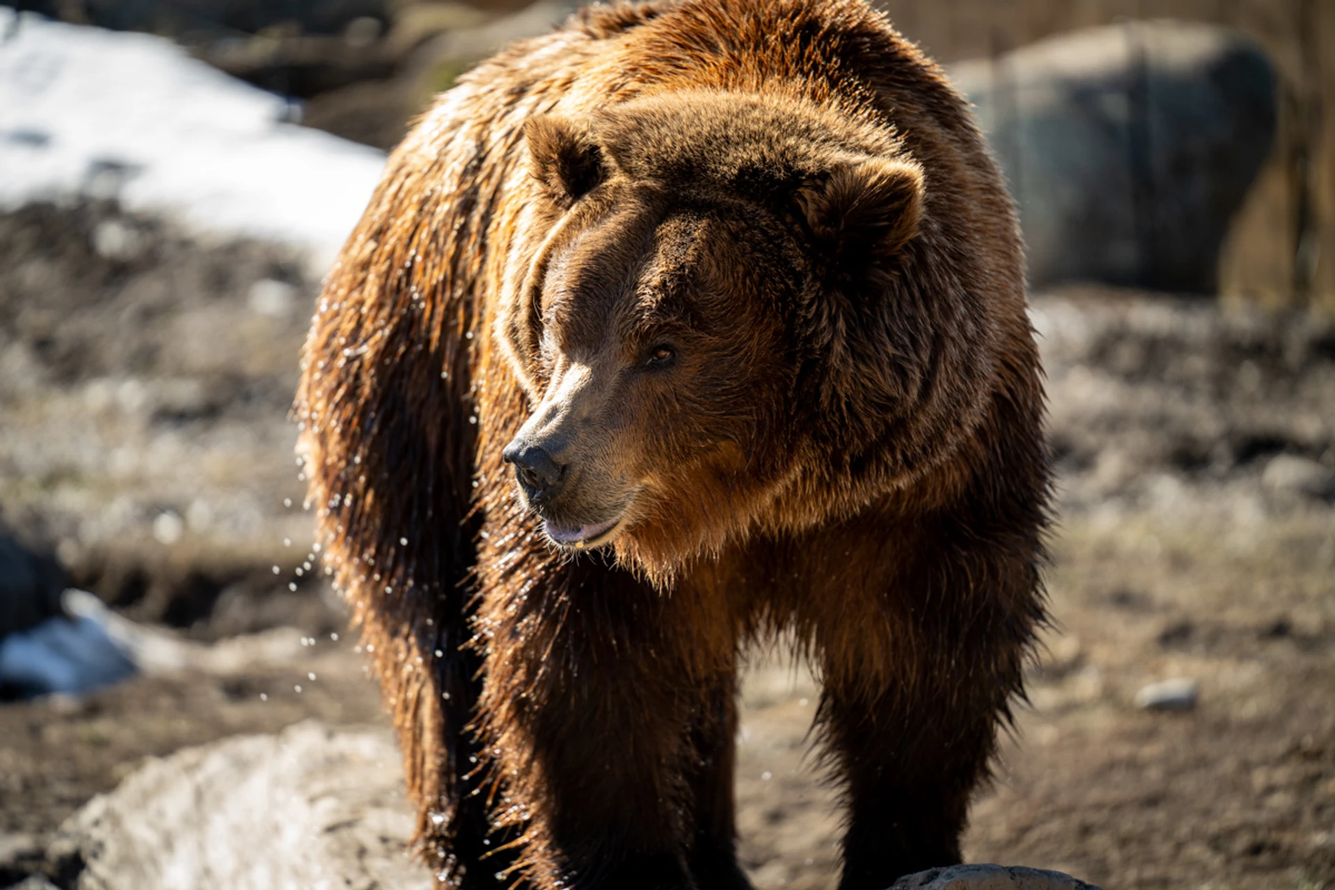 Brown Bear